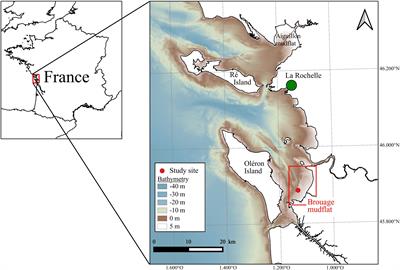 Mapping the Intertidal Microphytobenthos Gross Primary Production Part I: Coupling Multispectral Remote Sensing and Physical Modeling